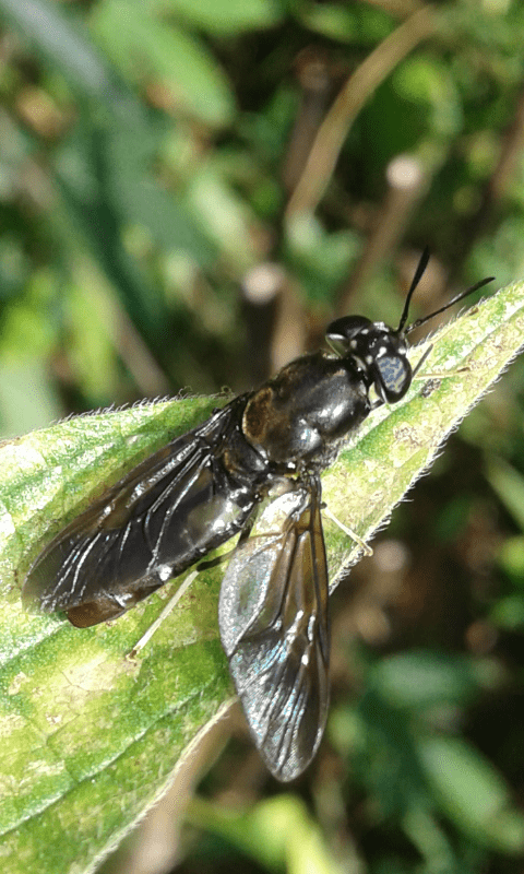 Hermetia illucens (Stratiomyidae)